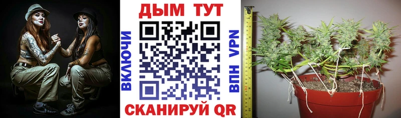 Бошки Шишки ГИДРОПОН  Сосенский 